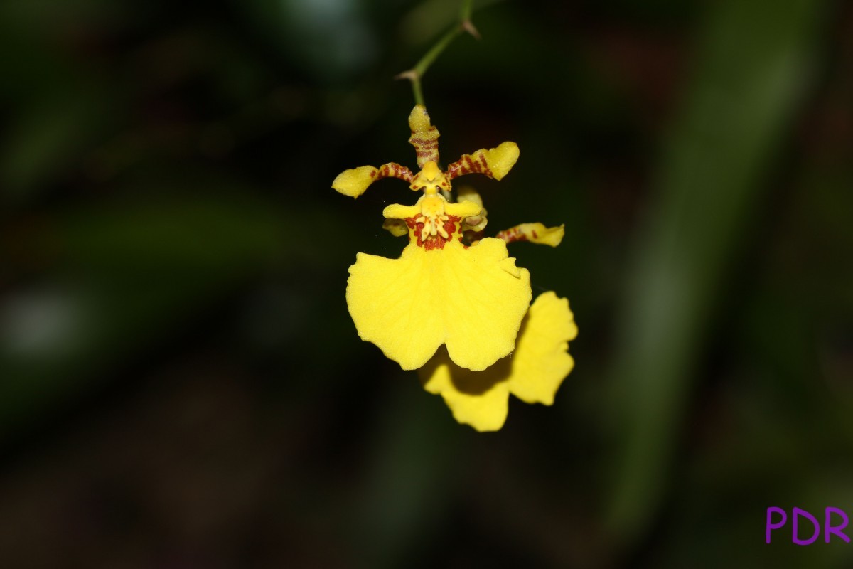 Oncidium